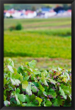 Framed Vineyards in autumn, Chigny-les-Roses, Marne, Champagne-Ardenne, France Print