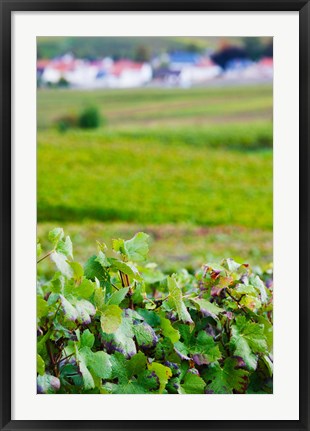 Framed Vineyards in autumn, Chigny-les-Roses, Marne, Champagne-Ardenne, France Print