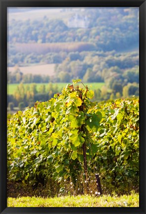 Framed Crops in a vineyard, Chigny-les-Roses, Marne, Champagne-Ardenne, France Print