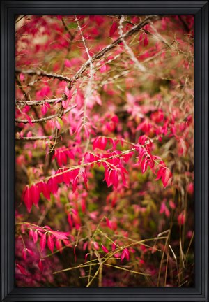 Framed Close-up of a plant in a garden in autumn, Musee de l&#39;Ecole de Nancy, Nancy, Meurthe-et-Moselle, Lorraine, France Print