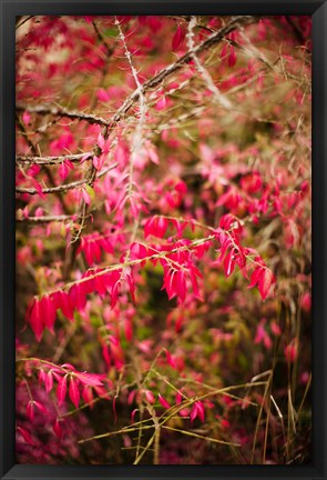 Framed Close-up of a plant in a garden in autumn, Musee de l&#39;Ecole de Nancy, Nancy, Meurthe-et-Moselle, Lorraine, France Print