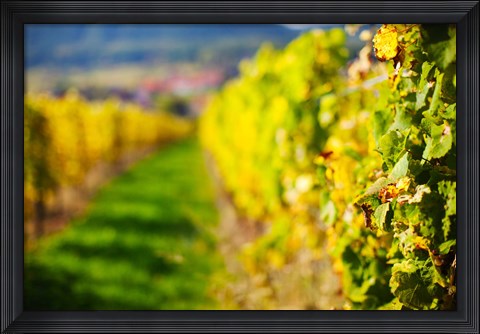 Framed Autumn Vineyards in Mittelbergheim, Alsatian Wine Route, Bas-Rhin, Alsace, France Print
