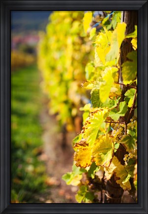 Framed Vineyards in autumn, Mittelbergheim, Alsatian Wine Route, Bas-Rhin, Alsace, France Print