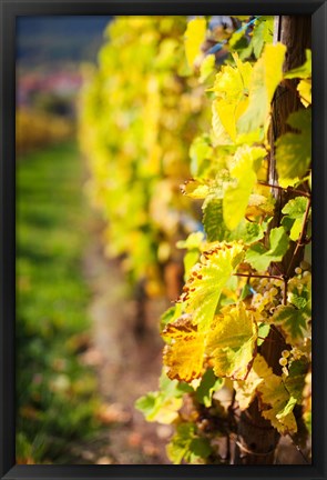 Framed Vineyards in autumn, Mittelbergheim, Alsatian Wine Route, Bas-Rhin, Alsace, France Print