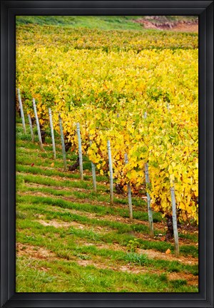 Framed Vineyard, Ozenay, Maconnais, Saone-et-Loire, Burgundy, France Print
