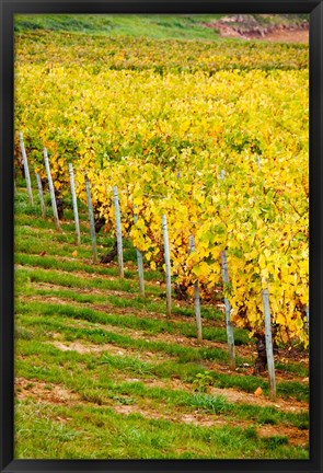 Framed Vineyard, Ozenay, Maconnais, Saone-et-Loire, Burgundy, France Print