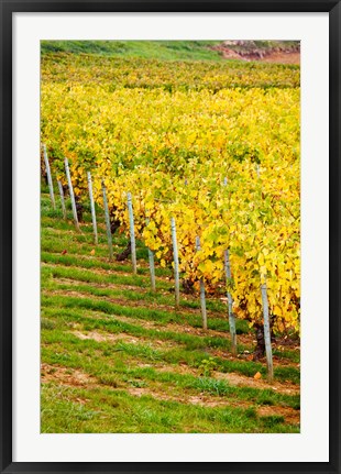 Framed Vineyard, Ozenay, Maconnais, Saone-et-Loire, Burgundy, France Print