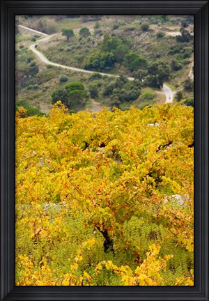 Framed Vineyards, Collioure, Vermillion Coast, Pyrennes-Orientales, Languedoc-Roussillon, France (vertical) Print