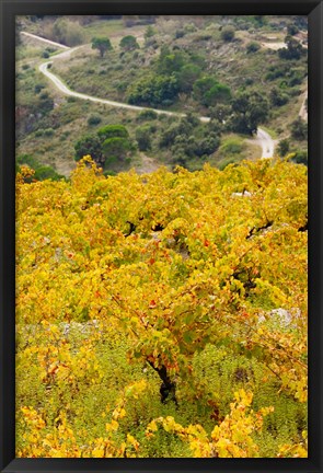 Framed Vineyards, Collioure, Vermillion Coast, Pyrennes-Orientales, Languedoc-Roussillon, France (vertical) Print