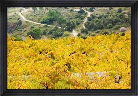 Framed Vineyards, Collioure, Vermillion Coast, Pyrennes-Orientales, Languedoc-Roussillon, France (horizontal) Print