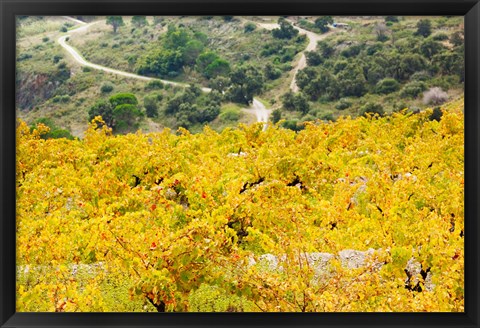 Framed Vineyards, Collioure, Vermillion Coast, Pyrennes-Orientales, Languedoc-Roussillon, France (horizontal) Print