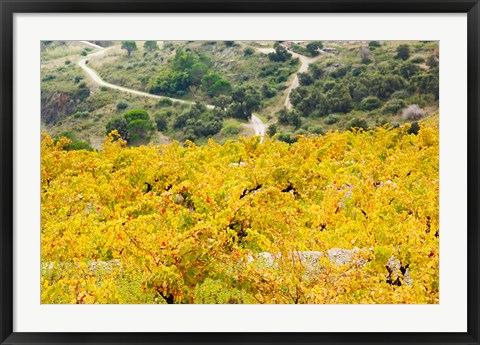 Framed Vineyards, Collioure, Vermillion Coast, Pyrennes-Orientales, Languedoc-Roussillon, France (horizontal) Print