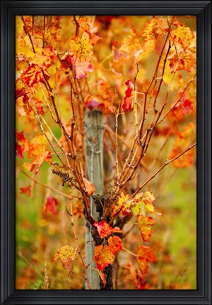 Framed Vineyard in autumn, Gaillac, Tarn, Midi-Pyrenees, France (vertical) Print