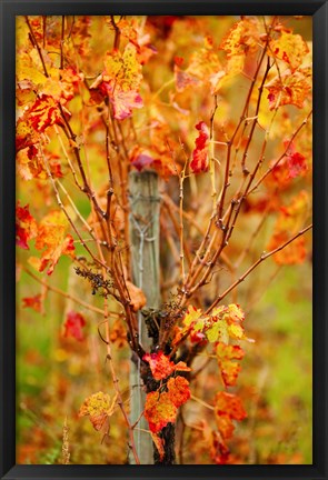 Framed Vineyard in autumn, Gaillac, Tarn, Midi-Pyrenees, France (vertical) Print