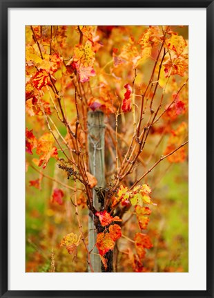 Framed Vineyard in autumn, Gaillac, Tarn, Midi-Pyrenees, France (vertical) Print