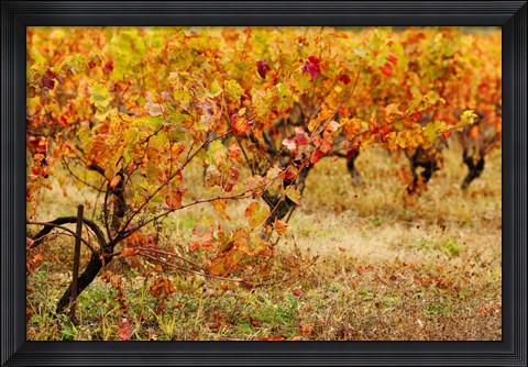 Framed Vineyard in autumn, Gaillac, Tarn, Midi-Pyrenees, France (horizontal) Print