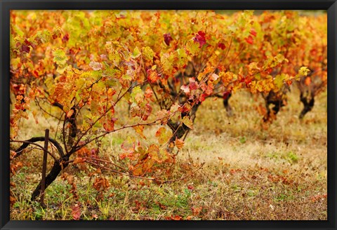 Framed Vineyard in autumn, Gaillac, Tarn, Midi-Pyrenees, France (horizontal) Print