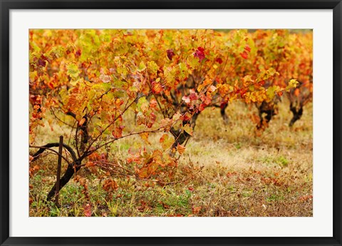 Framed Vineyard in autumn, Gaillac, Tarn, Midi-Pyrenees, France (horizontal) Print