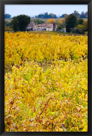 Framed Autumn Vineyards, Montagne, Gironde, Aquitaine, France Print