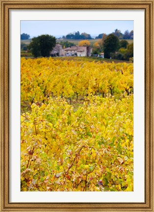 Framed Autumn Vineyards, Montagne, Gironde, Aquitaine, France Print