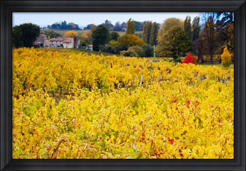 Framed Vineyards in Autumn, Montagne, Gironde, Aquitaine, France Print