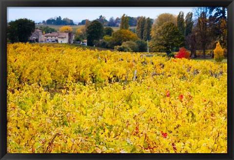 Framed Vineyards in Autumn, Montagne, Gironde, Aquitaine, France Print