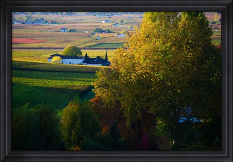 Framed Vineyards, Saint-Emilion, Gironde, Aquitaine, France Print