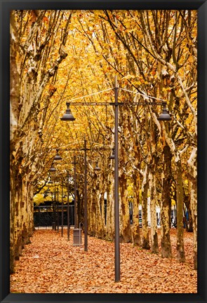 Framed Esplanade des Quinconces park in autumn, Bordeaux, Gironde, Aquitaine, France Print