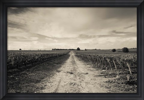 Framed Vineyards in autumn, Pauillac, Haut Medoc, Gironde, Aquitaine, France Print