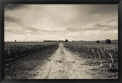 Framed Vineyards in autumn, Pauillac, Haut Medoc, Gironde, Aquitaine, France Print