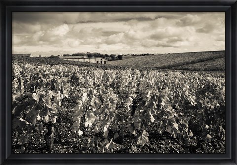 Framed Chateau Lafite Rothschild vineyards in autumn, Pauillac, Haut Medoc, Gironde, Aquitaine, France (black and white) Print