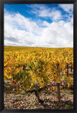 Framed Chateau Lafite Rothschild vineyards in autumn, Pauillac, Haut Medoc, Gironde, Aquitaine, France Print