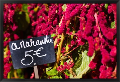 Framed Price tag on Amaranth flowers at a flower shop, Rue De Buci, Paris, Ile-de-France, France Print