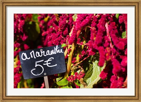 Framed Price tag on Amaranth flowers at a flower shop, Rue De Buci, Paris, Ile-de-France, France Print