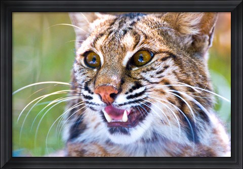 Framed Close-up of a Bobcat (Lynx rufus) Print