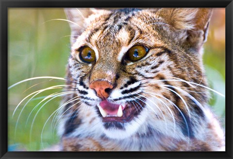 Framed Close-up of a Bobcat (Lynx rufus) Print