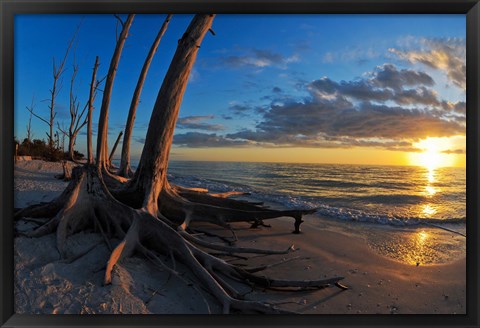 Framed Dead Trees on the Beach at Sunset, Lovers Key State Park, Lee County, Florida Print