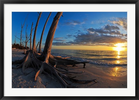 Framed Dead Trees on the Beach at Sunset, Lovers Key State Park, Lee County, Florida Print