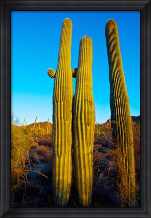 Framed Saguaro Cactus (carnegiea gigantea) in a desert, Tucson, Pima County, Arizona, USA Print