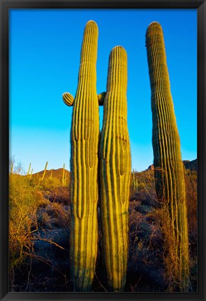 Framed Saguaro Cactus (carnegiea gigantea) in a desert, Tucson, Pima County, Arizona, USA Print