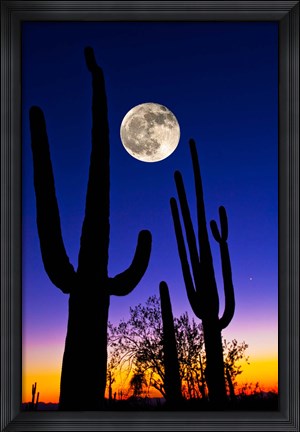 Framed Moon over Saguaro cactus (Carnegiea gigantea), Tucson, Pima County, Arizona, USA Print