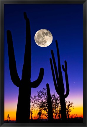 Framed Moon over Saguaro cactus (Carnegiea gigantea), Tucson, Pima County, Arizona, USA Print