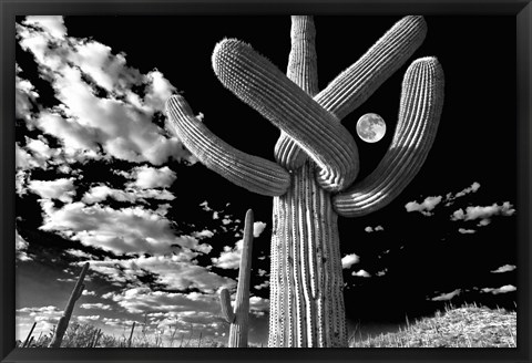 Framed Saguaro cactus, Tucson, Arizona (B&amp;W, horizontal) Print