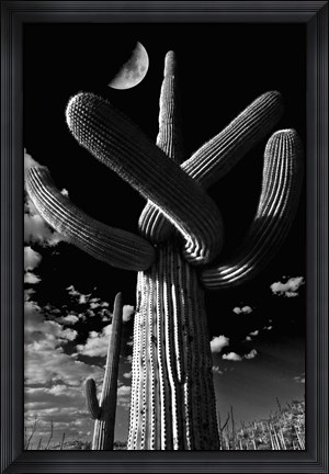 Framed Saguaro cactus, Tucson, Arizona (B&amp;W, vertical) Print