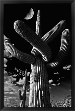 Framed Saguaro cactus, Tucson, Arizona (B&amp;W, vertical) Print