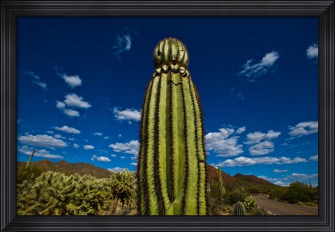 Framed Low angle view of a Saguaro cactus (Carnegiea gigantea), Tucson, Pima County, Arizona Print