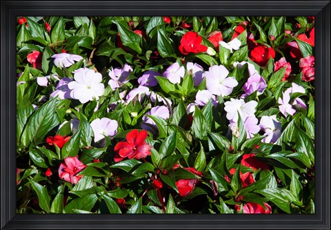 Framed Flowers in the garden at Villa Carlotta, Tremezzo, Lake Como, Lombardy, Italy Print
