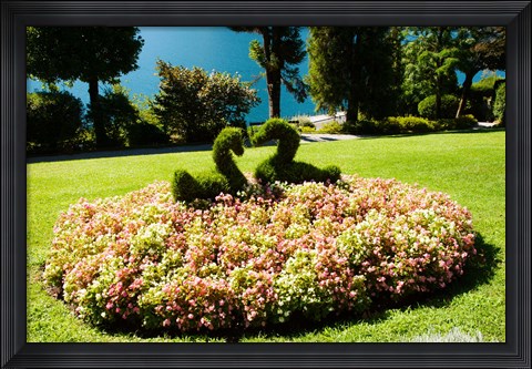 Framed Topiary and flower bed in a garden, Villa Carlotta, Tremezzo, Como, Lombardy, Italy Print