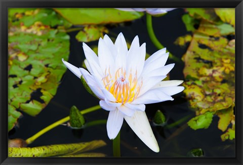 Framed Water lily with lily pads in a pond, Isola Madre, Stresa, Lake Maggiore, Piedmont, Italy Print