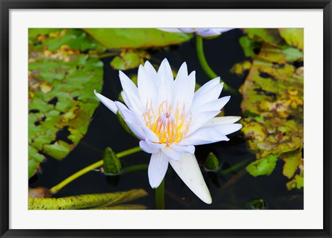 Framed Water lily with lily pads in a pond, Isola Madre, Stresa, Lake Maggiore, Piedmont, Italy Print